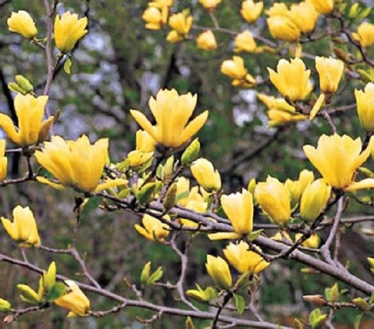 Butterfly Magnolia Seeds - 5 Pack - Fragrant Tulip Flowers - Liriodendron tulipifera - US Seller