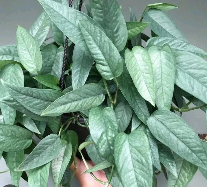 Cebu Blue Pothos Cuttings - 3 Stem Cuttings - Epipremnum pinnatum 'Cebu Blue' - Indoor Houseplant