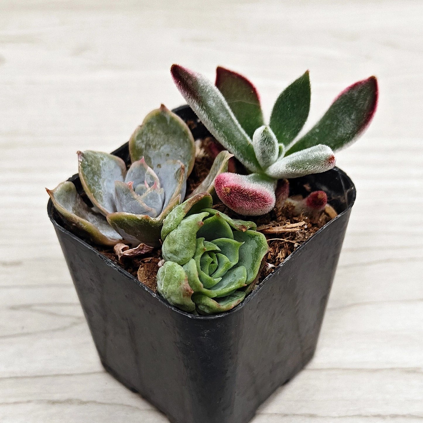 Succulent Live Plant Mix - 2" Pot - Multi Variety Succulents - Ideal for Full Sun - Perfect for Zone 10 Gardening