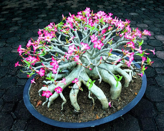 Mixed Color Desert Rose Seeds - Easy to Grow Adenium Obesum - Exotic Bonsai Plant
