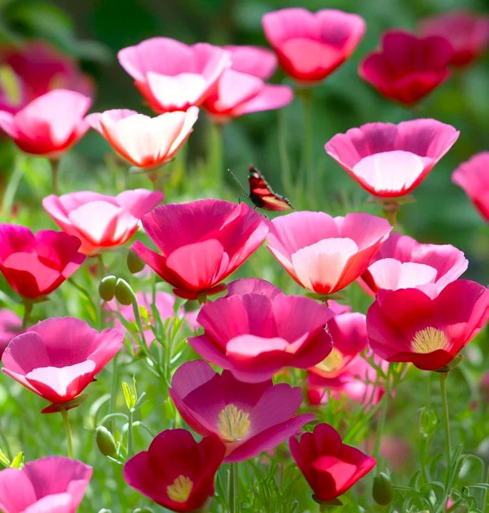 California Poppy Seeds | Pink Rose Purple Flower Seeds | Eschscholzia californica | 2025 Fast Shipping