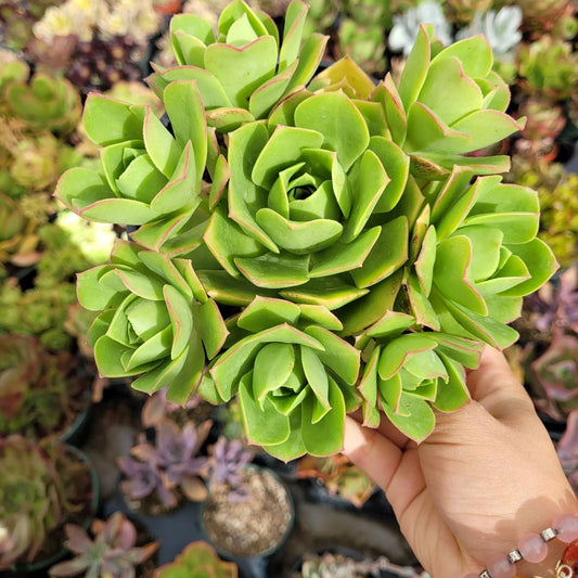 Aeonium Gomerense Live Plant - 6" Succulent - Aeonium Gomerense Bare Roots