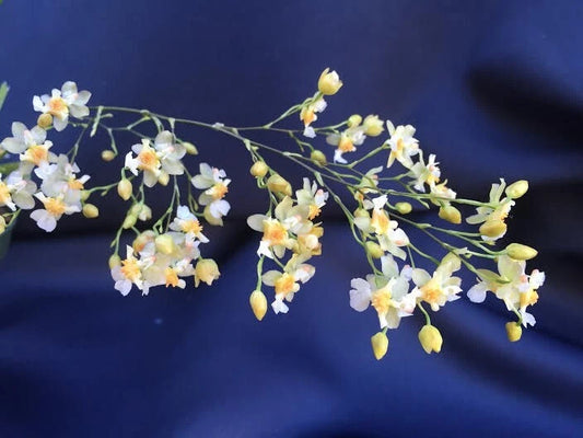 Miniature Orchid Oncidium Twinkle 'Fantasy' 2.5" Pot Plant