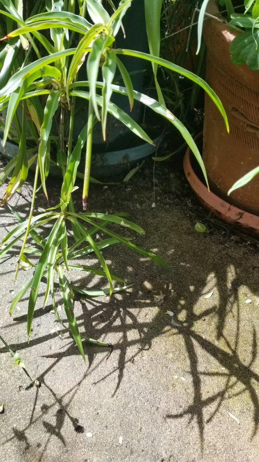 3 Rooted Starter Plants - Green Spider Plant - Chlorophytum comosum - Airplane Plant - Live Houseplant