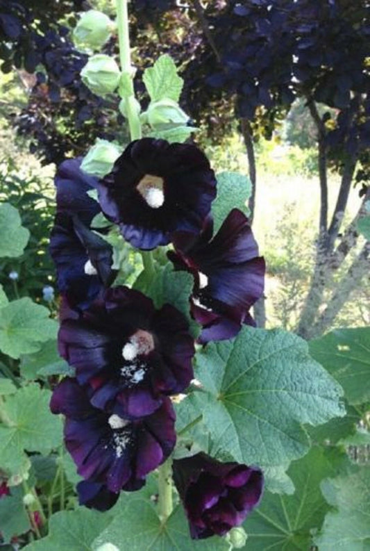 Hollyhock Seeds - 25 Dark Black Purple Perennial Flower Seeds - Alcea rosea - US Seller