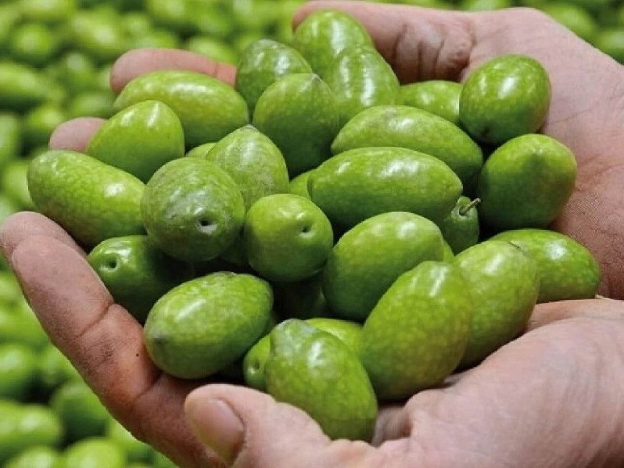 Bella di Cerignola Olive Seeds - 10+ Pack for Garden Planting - Olea europaea - USA Grown, Fast Shipping