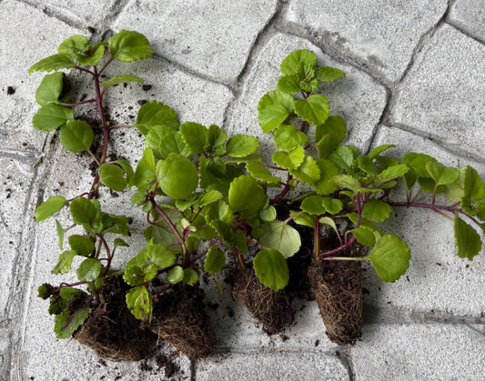 LIVE SWEDISH IVY PLANTS - 4 Rooted Creeping Charlie Plants with Soil - Plectranthus australis