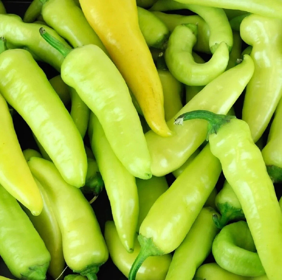 Hungarian Hot Wax Pepper Seeds - 25 Non-GMO Heirloom Fresh Vegetable Seeds - Capsicum annuum