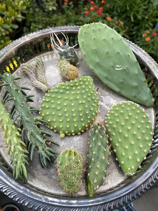 Cactus Cuttings Bundle - Lot of 10 Varieties - Assorted Species for Propagation - Perfect for Gardening and Decor