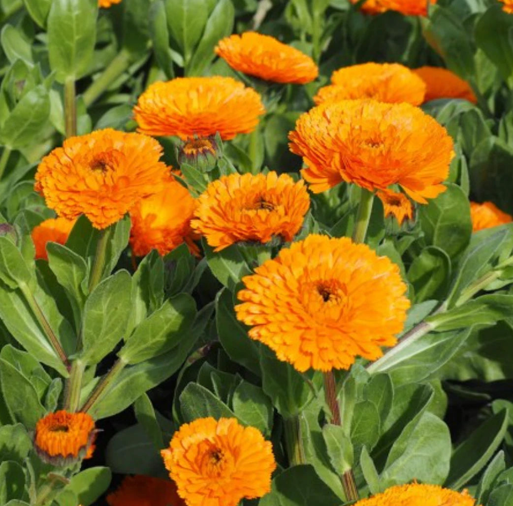 Calendula Seeds - Balls Orange - Bright Orange Flower Seeds - Calendula officinalis