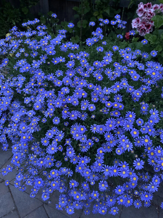 Blue Daisies Perennial Plants - 10 Pack, 4 Inch Pots, 8-10 Inches Tall, Bellis perennis