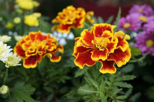 Marigold Flower Seeds - Red Yellow Variety - Tagetes erecta - Premium Bag for Gardening
