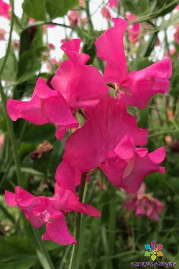 Josie Sweet Pea Seeds - 50+ Premium Seeds for Garden Planting - Lathyrus odoratus - USA