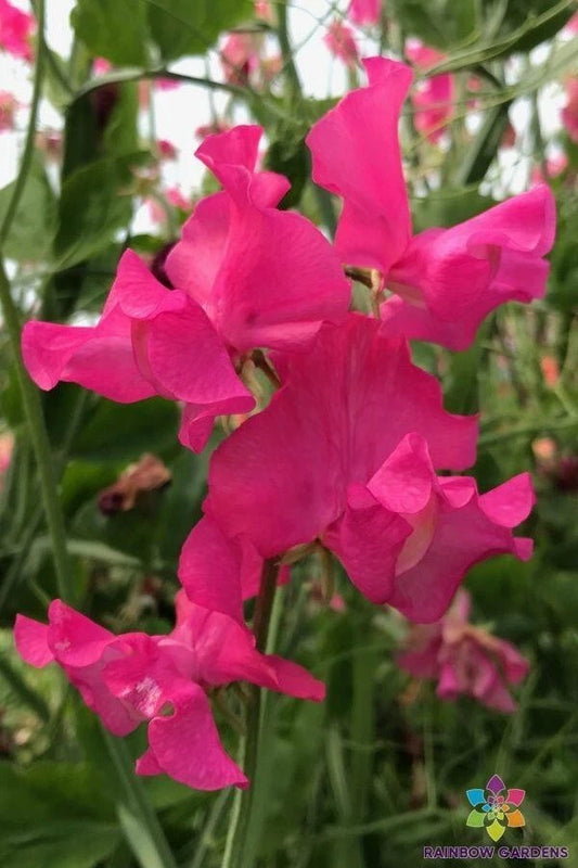 Josie Sweet Pea Seeds - 50+ Premium Seeds for Garden Planting - Lathyrus odoratus - USA