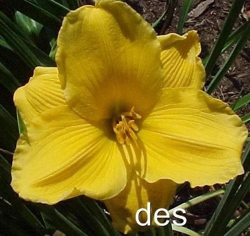 10 Daylily Plants - SUN LOCKET - Bright Yellow Flowers - Hemerocallis