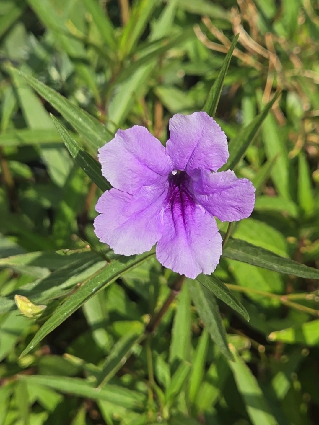 Mexican Petunia Cuttings - 6 Organic Purple Flower Plants - Ruellia brittoniana
