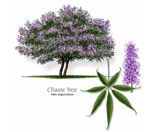 12 Thin Cuttings of Blue-Purple Vitex agnus-castus Chaste Tree for Rooting and Grafting