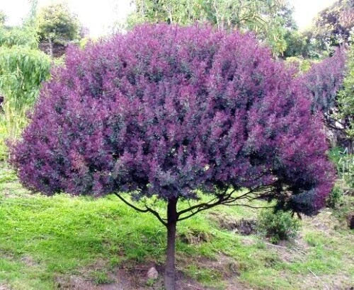 Mimosa Tree Seeds (30 Seeds) - Blue Leafed Variety, Acacia baileyana Purpure, Ideal for Planting