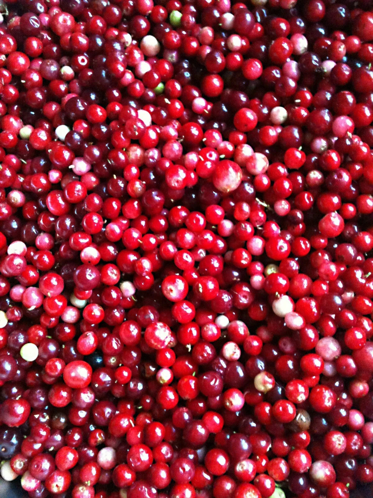 Lingonberry Seeds - 25 Pack - Vaccinium Vitis-Idaea - Cold Tolerant Superfruit - Free Shipping