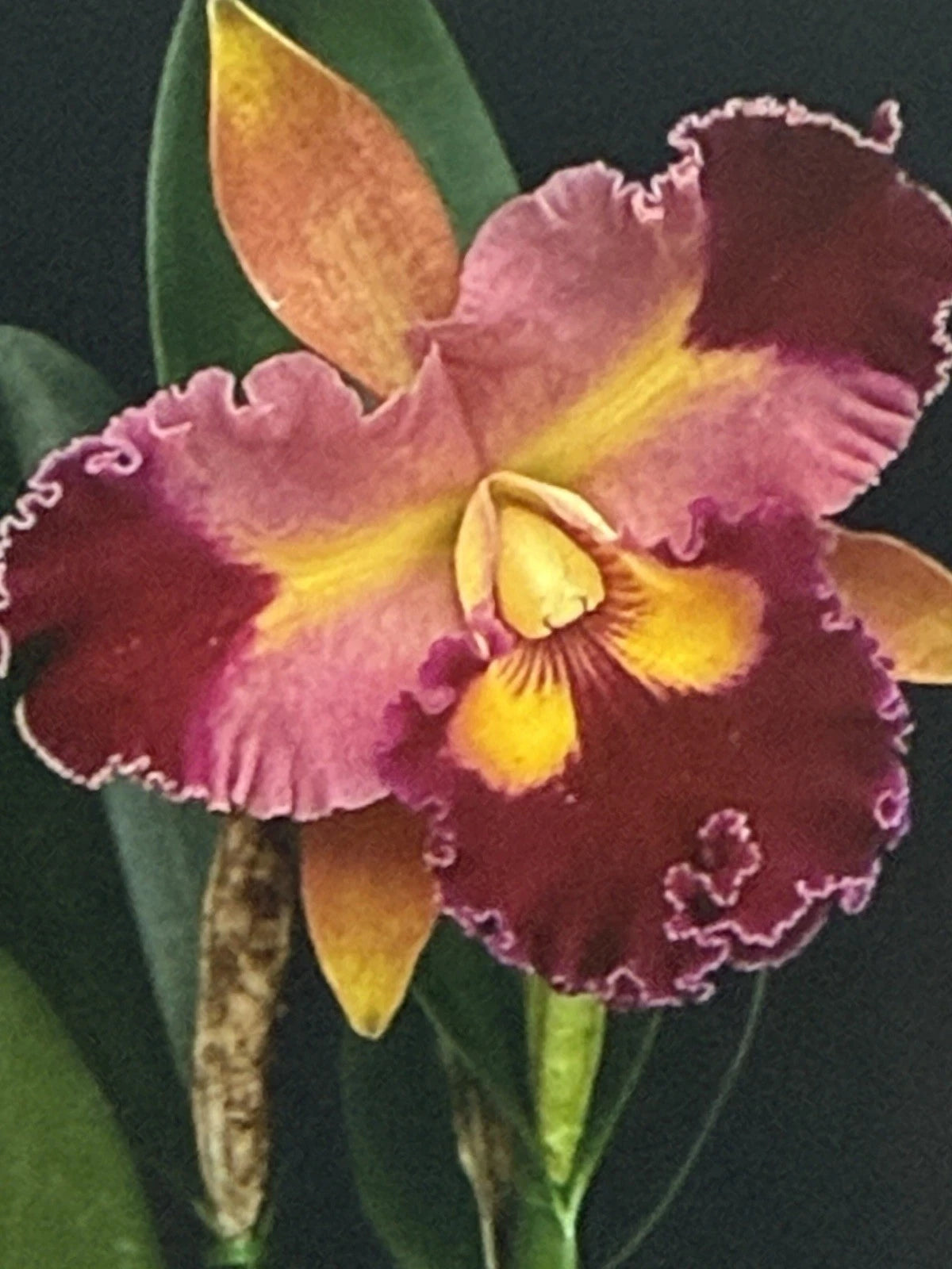 Cattleya Orchid Plant Bare Root 2-3 Stems No Tag, Unique Flowering Houseplant, Cattleya spp.