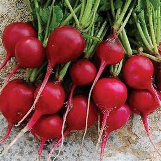 50 Organic Early Scarlet Globe Radish Seeds - Non-GMO Edible Vegetable for Home Garden - Raphanus sativus