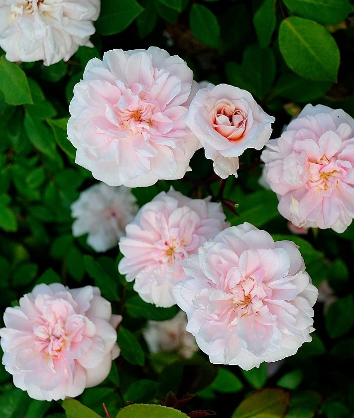 Cecile Brunner Antique Rose Cuttings - 8 Premium Plant Cuttings for Bushes - Rosa 'Cecile Brunner'