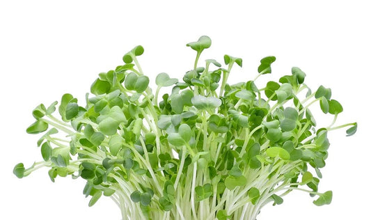 Alfalfa Microgreens Seeds - 250 Seeds - Easy Growing, Nutritious Microgreens - Medicago sativa