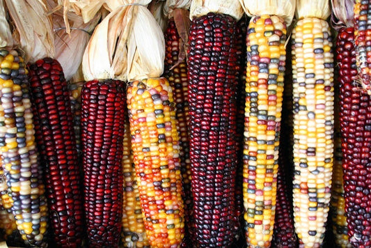 30 Treated Indian Ornamental Corn Seeds - Heirloom Non-GMO - Colorful Variety - USA Seller - Zea mays