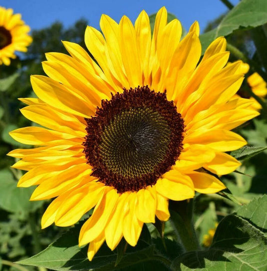 Bulk Sunflower Seeds for Planting | Large Black Oil Variety | Helianthus annuus