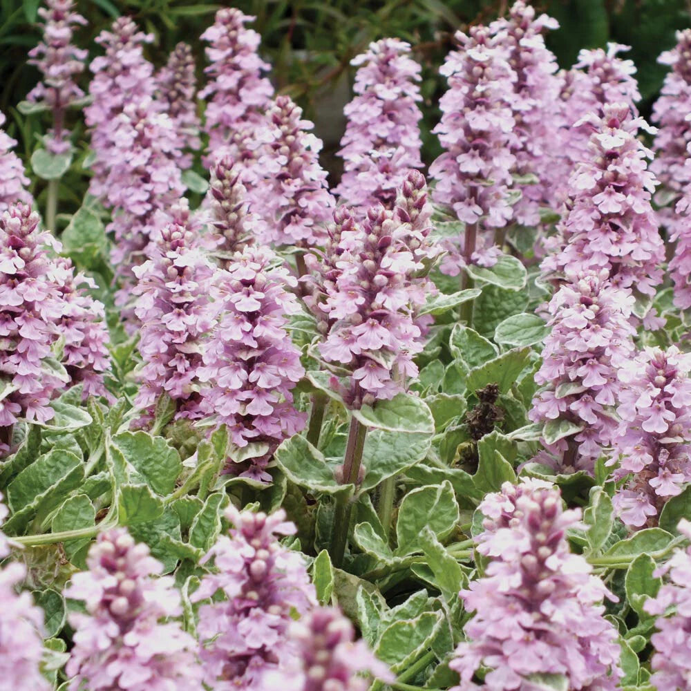 Ajuga Live Plant - Pink Lightning Variegated Ground Cover Hardy Perennial Blooms - Ajuga reptans