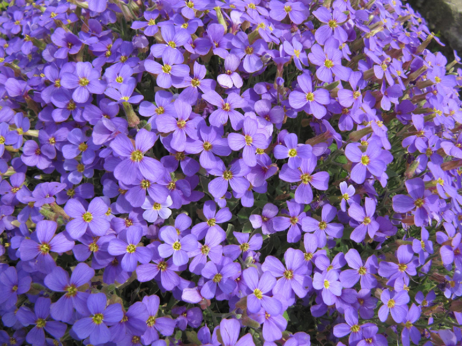 385 Seeds Rockcress Purple Flower Perennial Seeds Arabis spp. - Non-GMO Garden Plants for Easy Growing