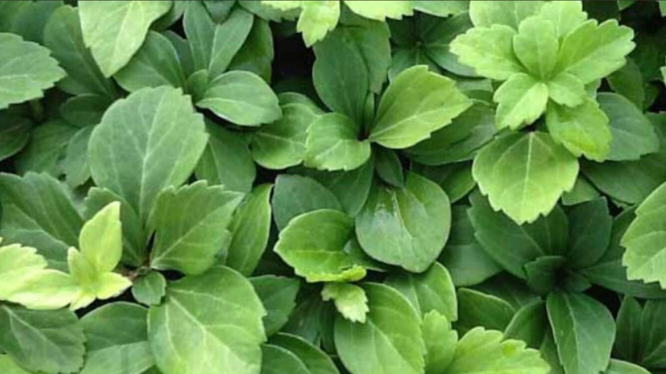 Pachysandra Terminalis Bare Root Plants - 50 Count, Evergreen Ground Cover, Shade Tolerant, Dense Foliage