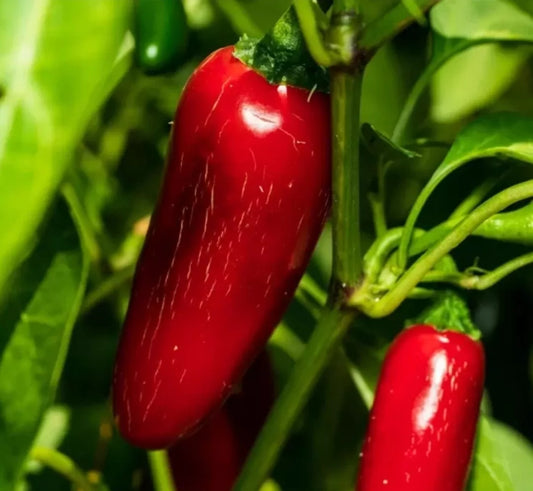 Jumbo Jalapeño Pepper Seeds - 30++ Count, Red Variety, Capsicum annuum, Huge Pod, Stuffer Pepper