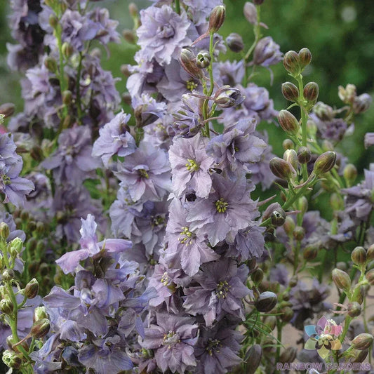Misty Lavender Delphinium Seeds - 200+ Count - Garden Planting - Delphinium elatum - USA Free Shipping