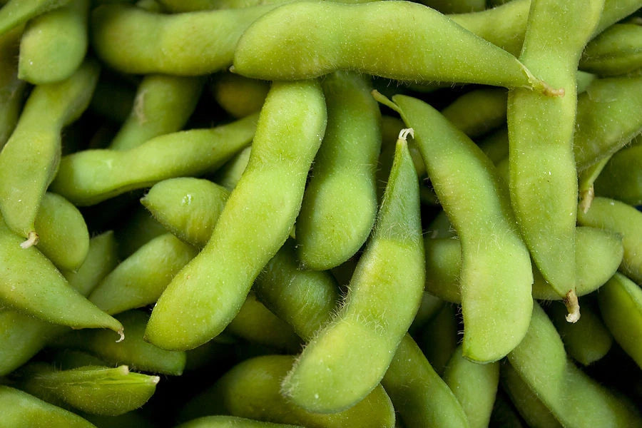 Be-Sweet 292 Edible Soybean Seeds - Fresh Soybean Seed - Glycine max - Non-GMO, Organic, FREE Shipping