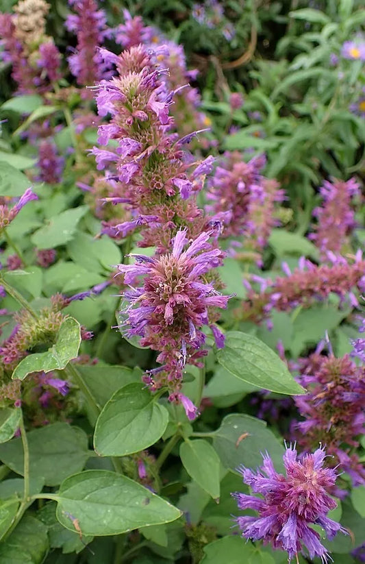 Agastache Seeds, 200 Count, Pinkish-Purple Flowers, Hardy Perennial, Hyssop Plant