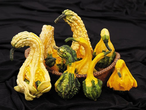 Autumn Jumbo Gourd Seeds - Fresh Gourd Seed Variety for Planting - Ideal for Fall Decor & Crafts - Cucurbita pepo