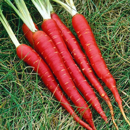 Atomic Red Carrot Seeds - Heirloom Non-GMO Vegetable Seeds - Daucus carota - Free Shipping