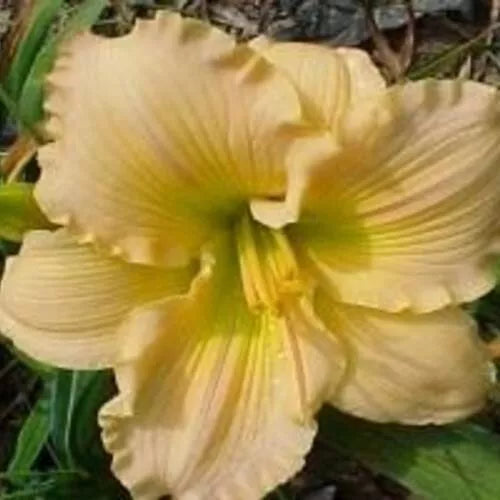 Top Gun Daylily - 3 Bare Root Plants with New Sprouts - Hemerocallis 'Top Gun' - Free Shipping