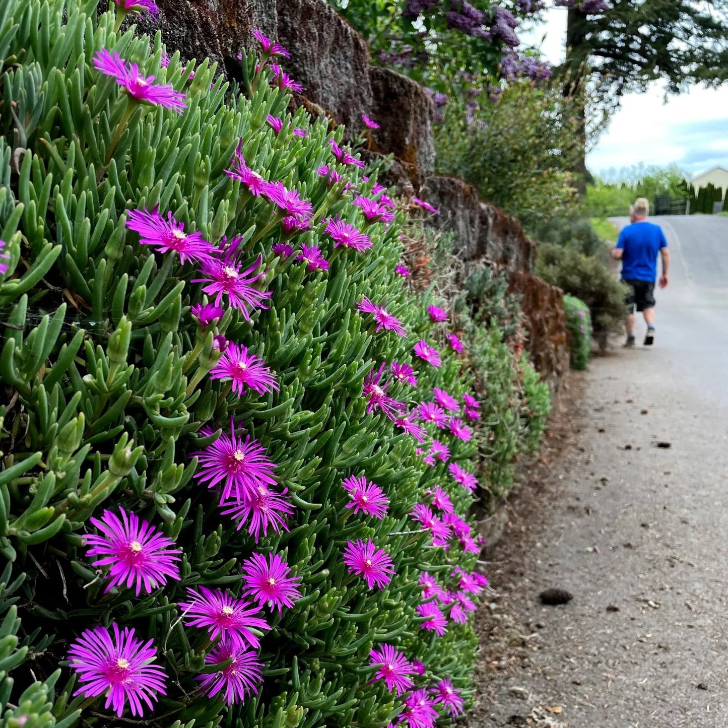 20 Ice Plant Seeds - Delosperma Cooperi - Hardy Ground Cover with Daisy Flowers - Easy to Grow Garden Seeds