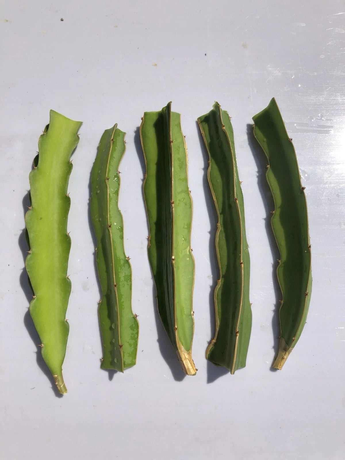 5 Pcs Dragon Fruit Cuttings 7” White Pitaya Cactus (Hylocereus undatus) Ready to Plant, No Roots