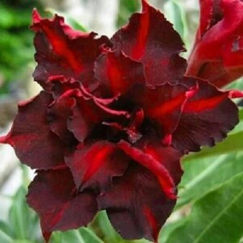 Dark Red Desert Rose Seeds - Adenium Flowers - Perennial - 4 Pack - US Seller