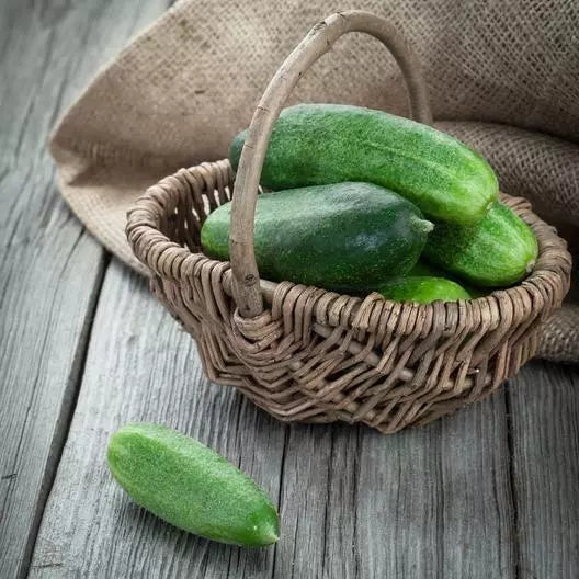 60 Non-GMO Spacemaster Cucumber Seeds | Fresh Vegetable Garden Seeds | Cucumis sativus