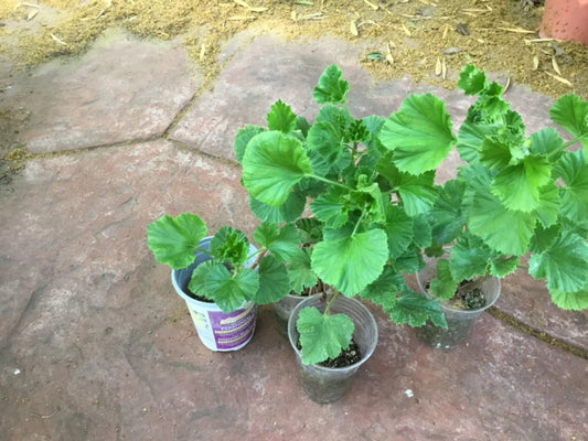 Martha Washington Geranium Plants 2 Years Old Ready to Plant Pelargonium
