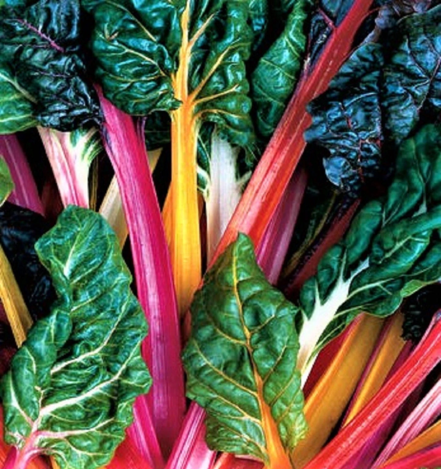 Bright Lights Swiss Chard Seeds 100+ Non-GMO Colorful Varieties Beta vulgaris