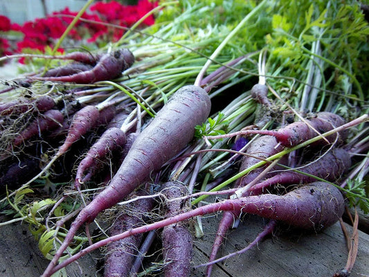 Carrot Seeds - 120 Seeds - Cosmic Purple - Daucus carota - GroCo USA - Buy Any 15 Ships Free