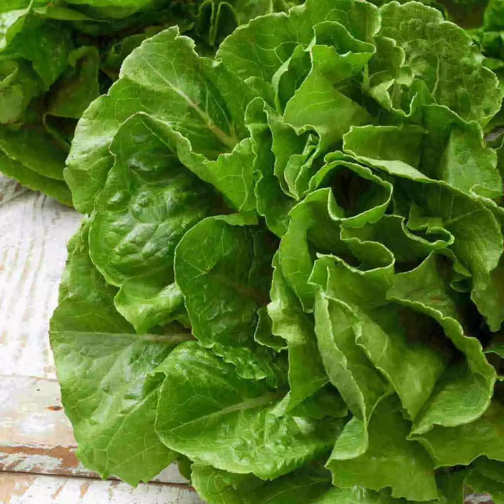 Butterhead Lettuce Seeds - 50+ Count - Buttercrunch - Lactuca sativa var. capitata - Non-GMO Gardening Seeds