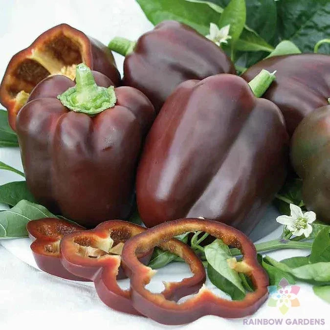 Chocolate Bell Sweet Pepper Seeds - 25+ Heirloom Seeds for Garden Planting - Capsicum annuum - USA