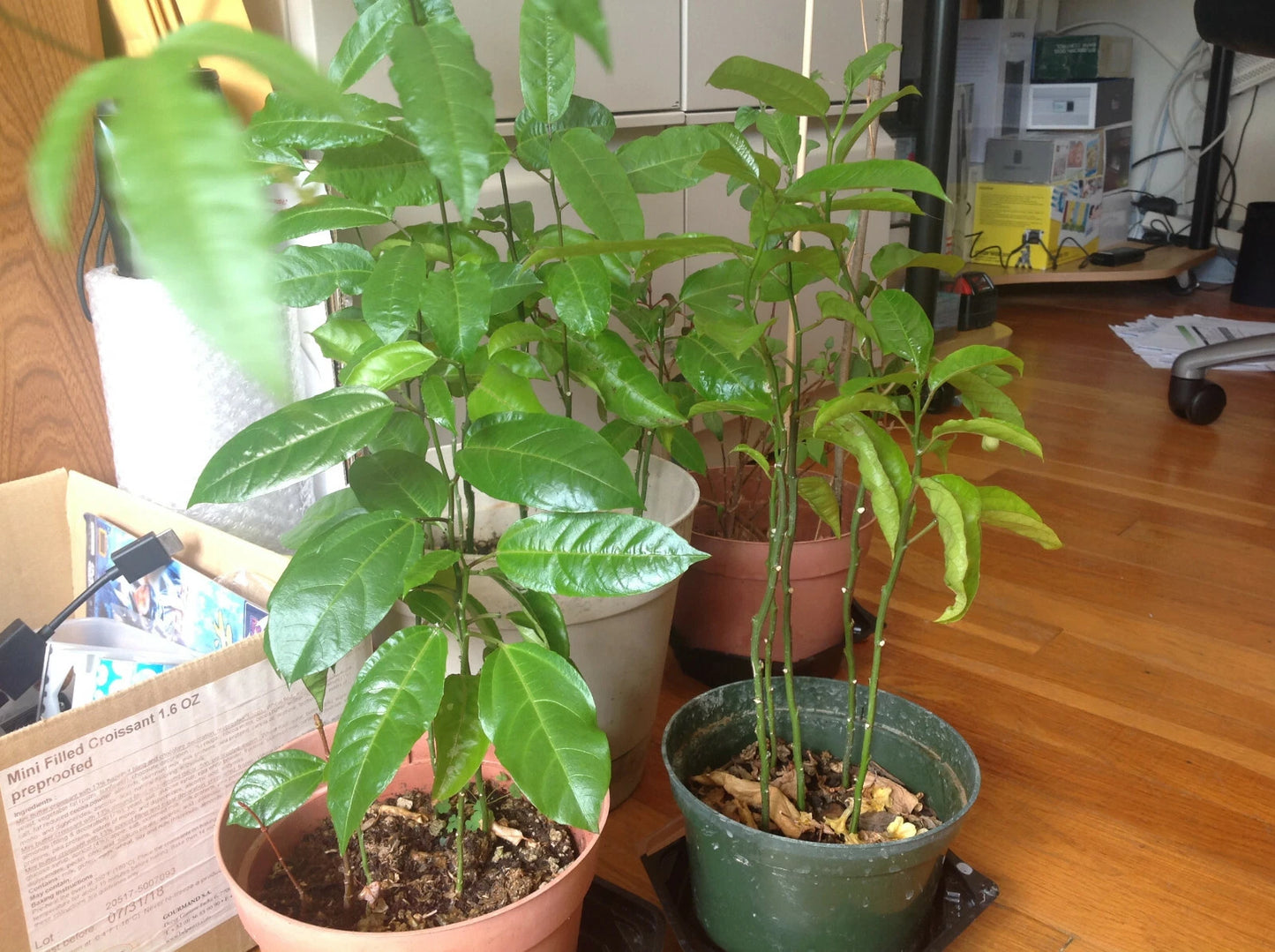 Passion Fruit Plant - Live Starter 26" - Passiflora edulis 'Possum Purple' - Edible Fruit Vine for Gardens