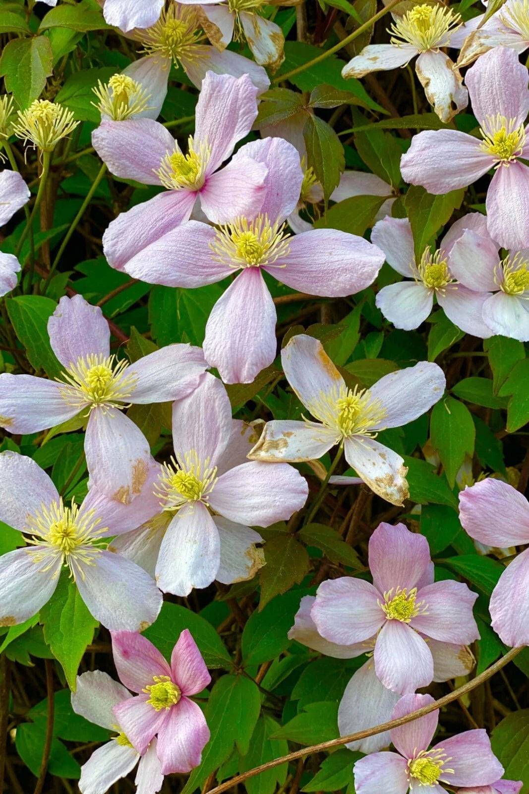 Rue Anemone Bare Root Live Garden Plant - Thalictrum thalictroides - Perennial Flowering Ground Cover